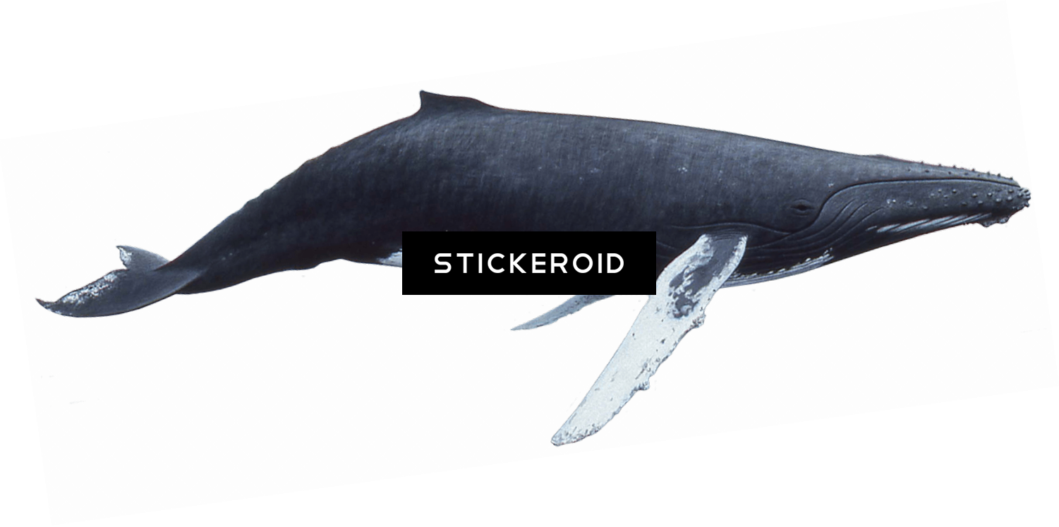座头鲸 - 座头鲸 - Blue Whale (1501x747), Png Download
