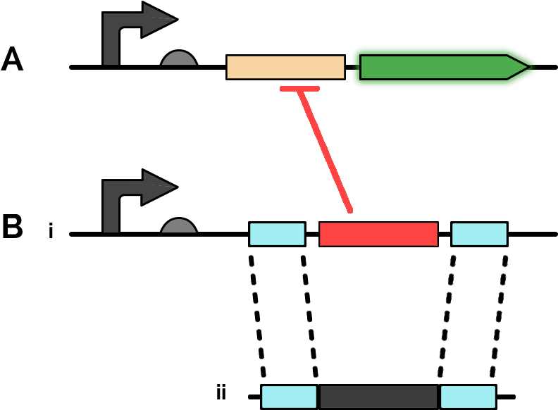 A) Reporter Gene Consisting Of A Constitutive Promoter - Gene Arrow Diagram (833x635), Png Download
