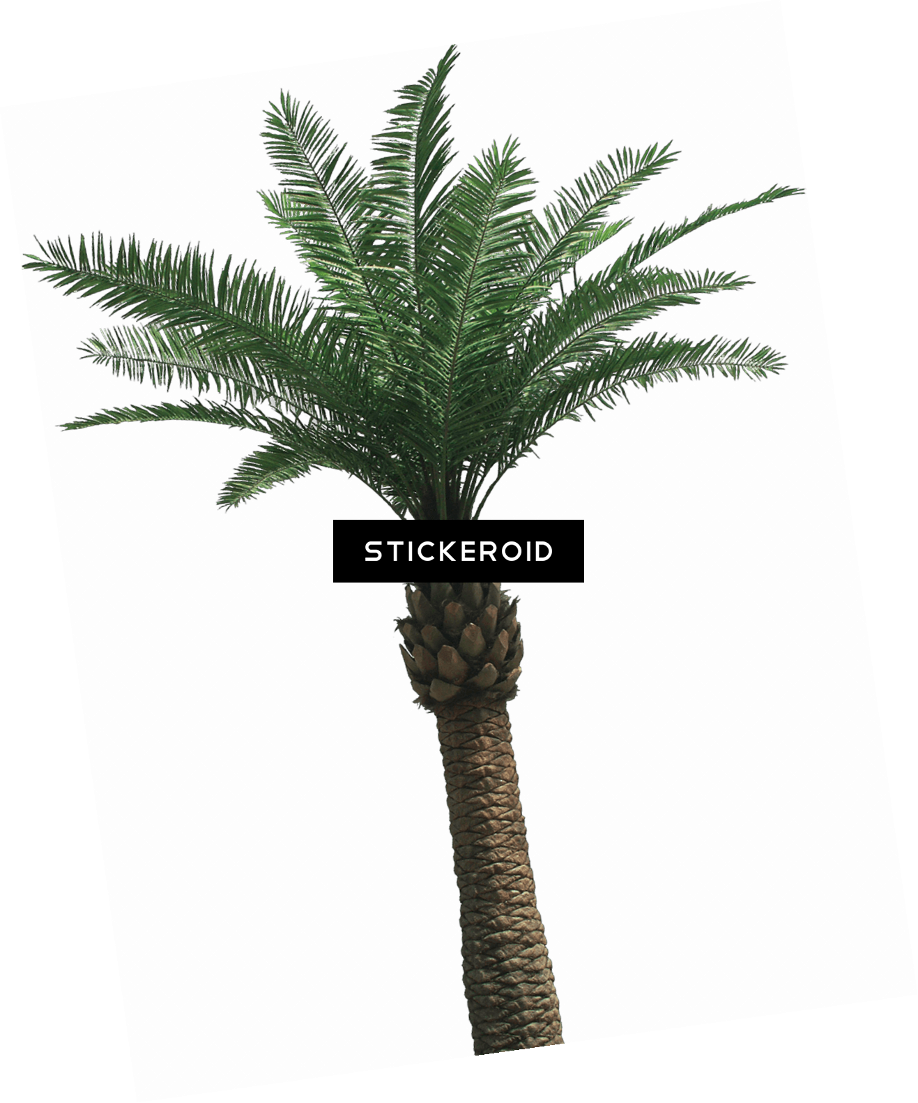 Large Palm Tree - Palmera Phoenix Artifical 5mts (1317x1581), Png Download