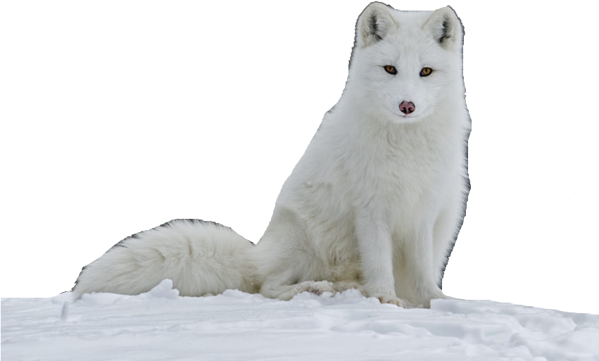 Arctic Fox (850x550), Png Download