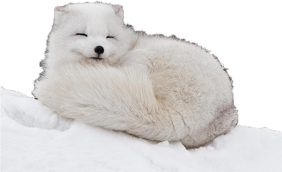Arctic Fox Curled Up (900x720), Png Download
