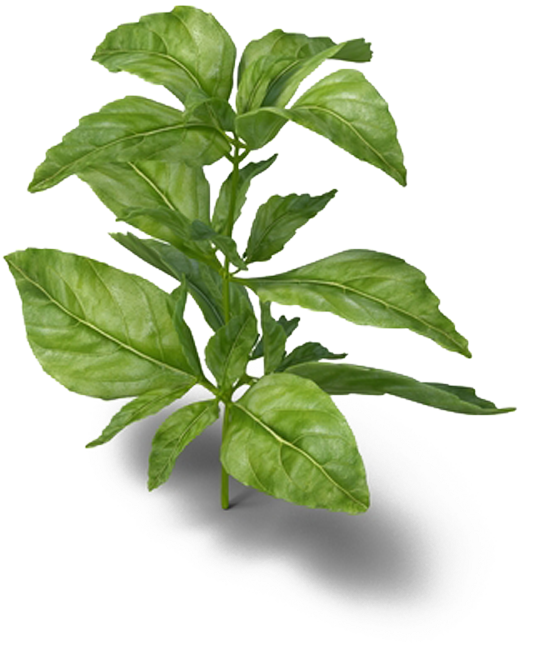 Basil Png (1000x1000), Png Download