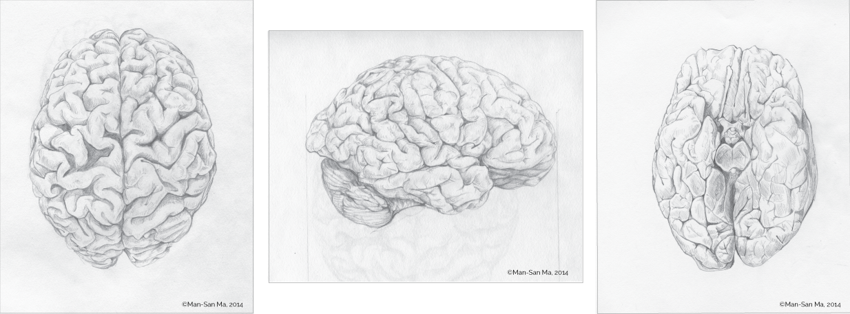 Brainprocess - Sketch (1234x457), Png Download