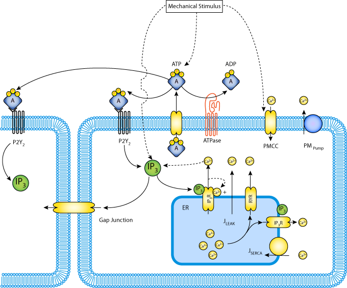 Schematic Representation Of Model Components And Subsystems - Atp Ca2+ (680x565), Png Download