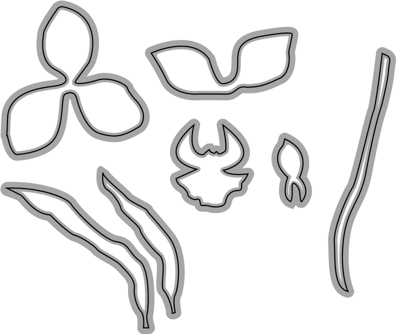 Cymbidium Orchid 1 Garden Notes - Orchids (800x800), Png Download