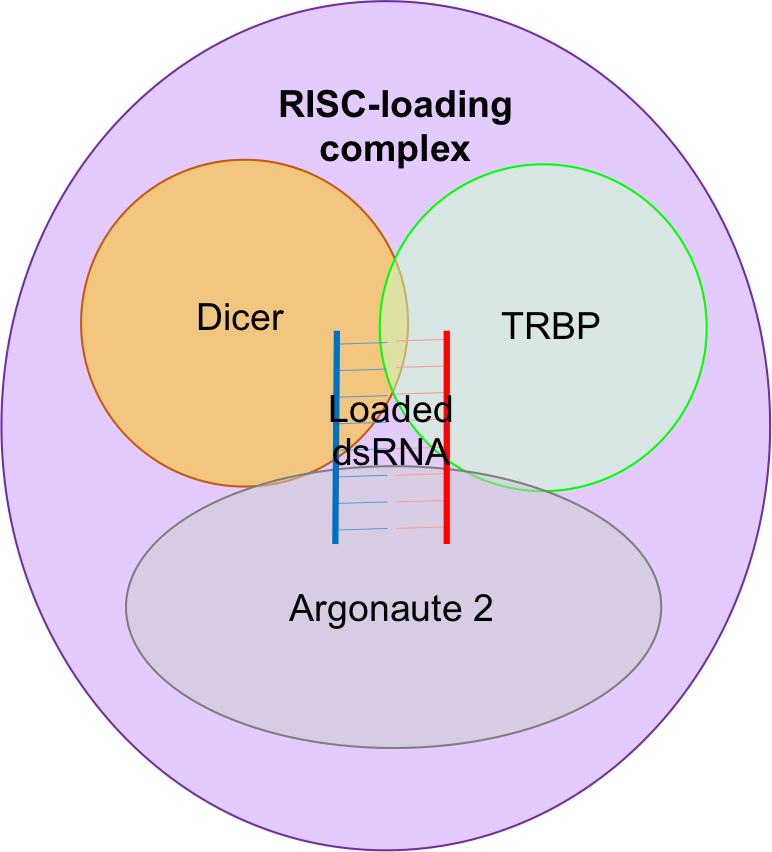 Risc-loading Complex - Proteina Argonauta 2 (772x852), Png Download
