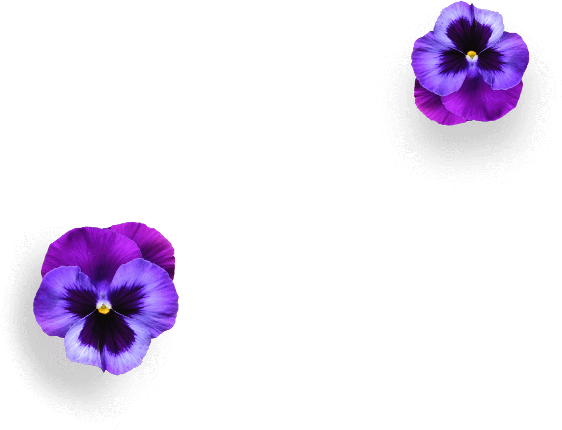 Download Boe Violet Gin Boe Violet Gin Ingredients Boe Violet Flavoured Gin PNG Image with No