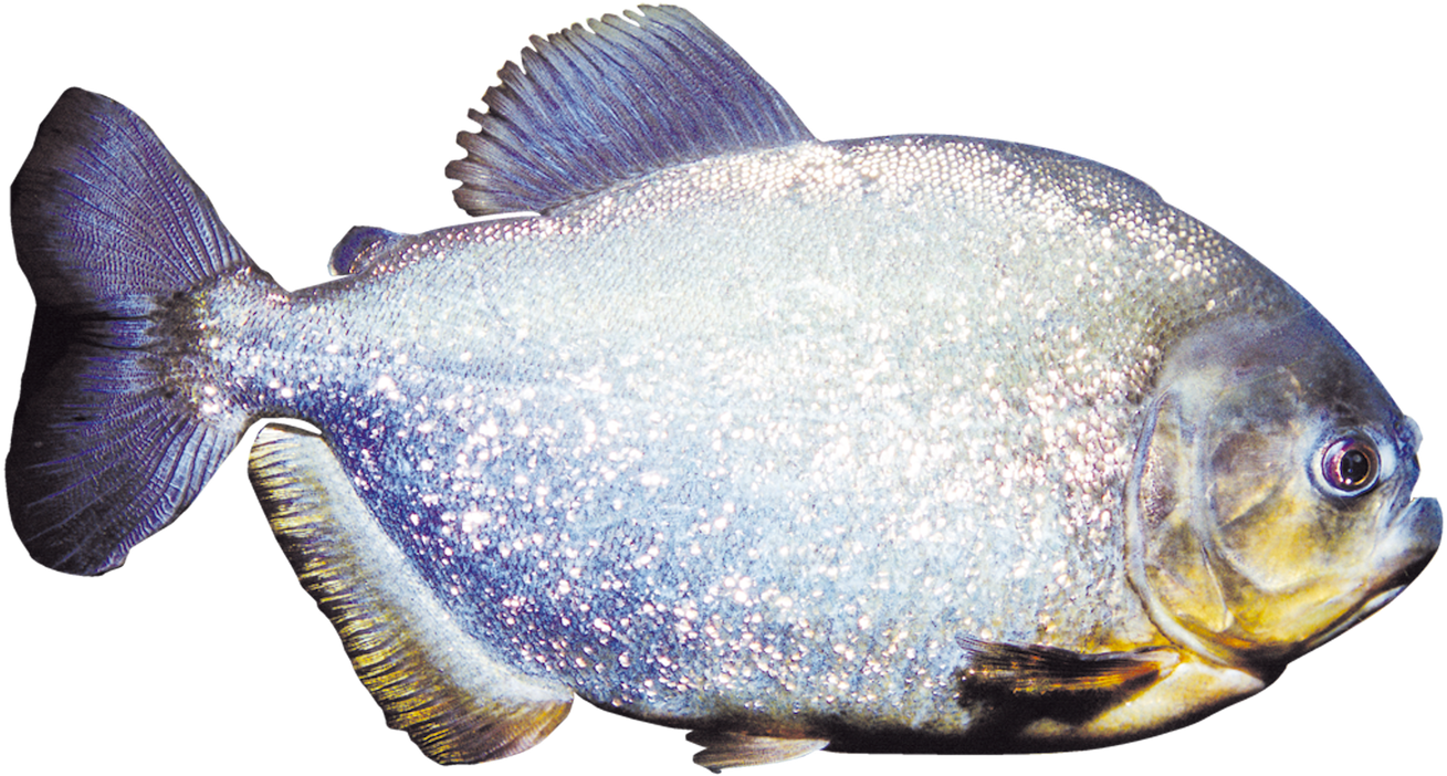 Serrasalmus-species - Bait Fish (1500x900), Png Download