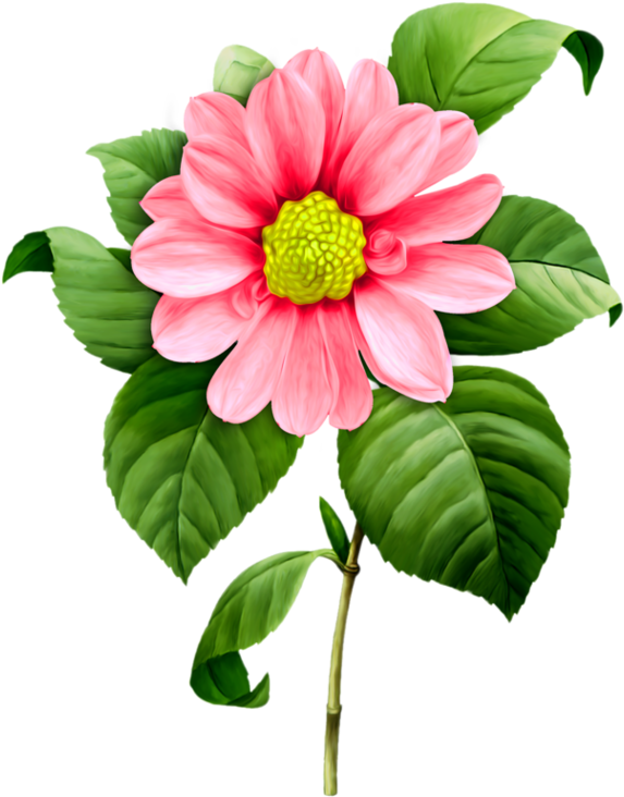 Imágenes De Flores, Flores Pintadas, Clipart - White Camellia Painting (600x761), Png Download