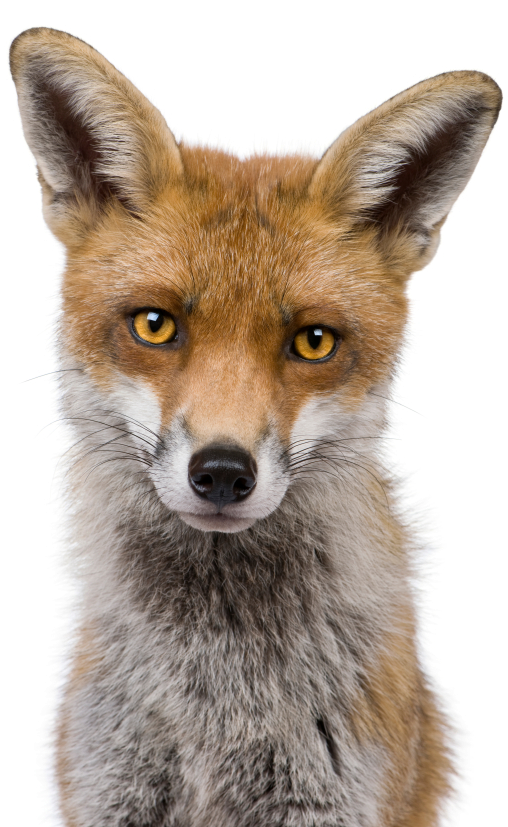Clip Art Fox Pics Animal - Front View Of A Fox (581x826), Png Download
