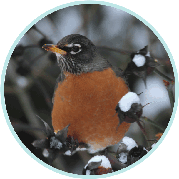 Winter - Robin (640x640), Png Download