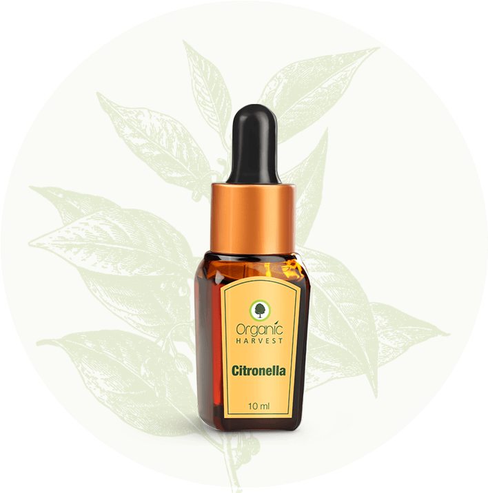 Citronella Essential Oil - Organic Harvest Orange Essential Oil 10ml (814x723), Png Download