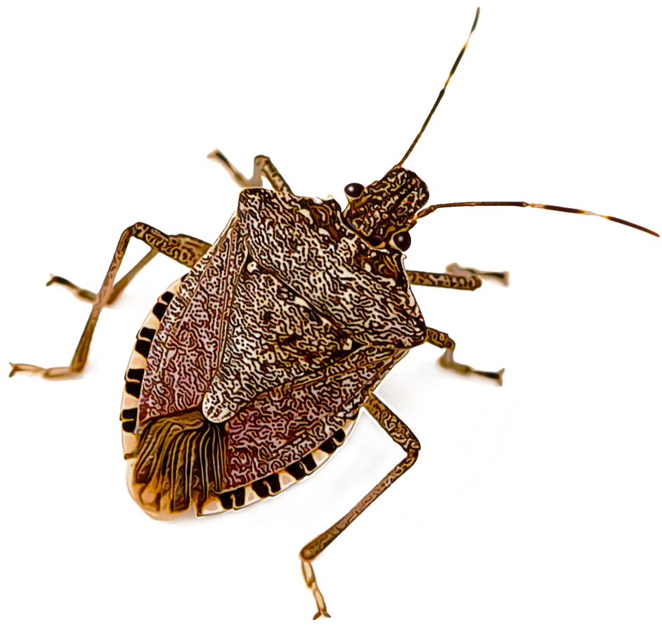 Stink Bugs - Brown Marmorated Stink Bug (1000x1000), Png Download