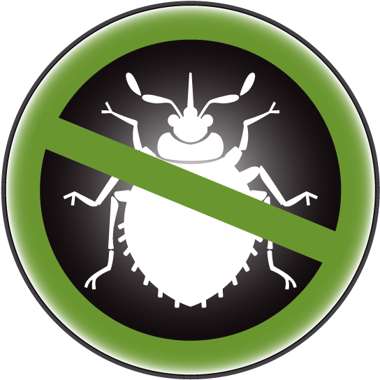 Bed Bug Bite Free Transparent PNG Download PNGkey 516 5163361 Bug Png 