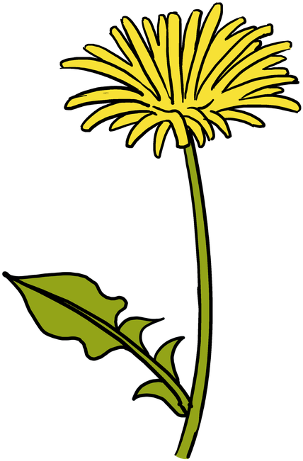 Drawing Dandelion Easy Svg Black And White Library - Dandelion Drawing (530x750), Png Download