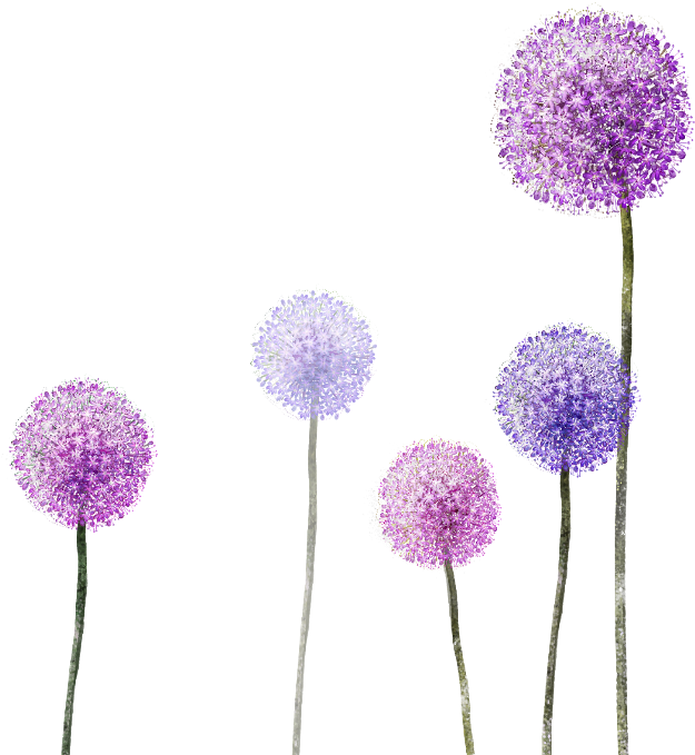 Dandelion Transparent Purple Vector Freeuse Stock - Dandelion (640x680), Png Download