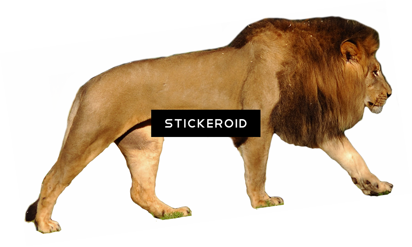 Lion - Polar Bear Vs Lion Size (1357x815), Png Download