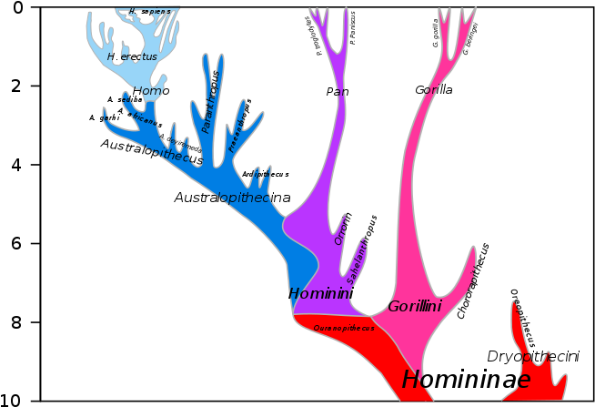 A Comparison Of The Point Of View Of Arius And Athansius - Last Common Ancestor Of Humans And Chimpanzees Chart (675x498), Png Download