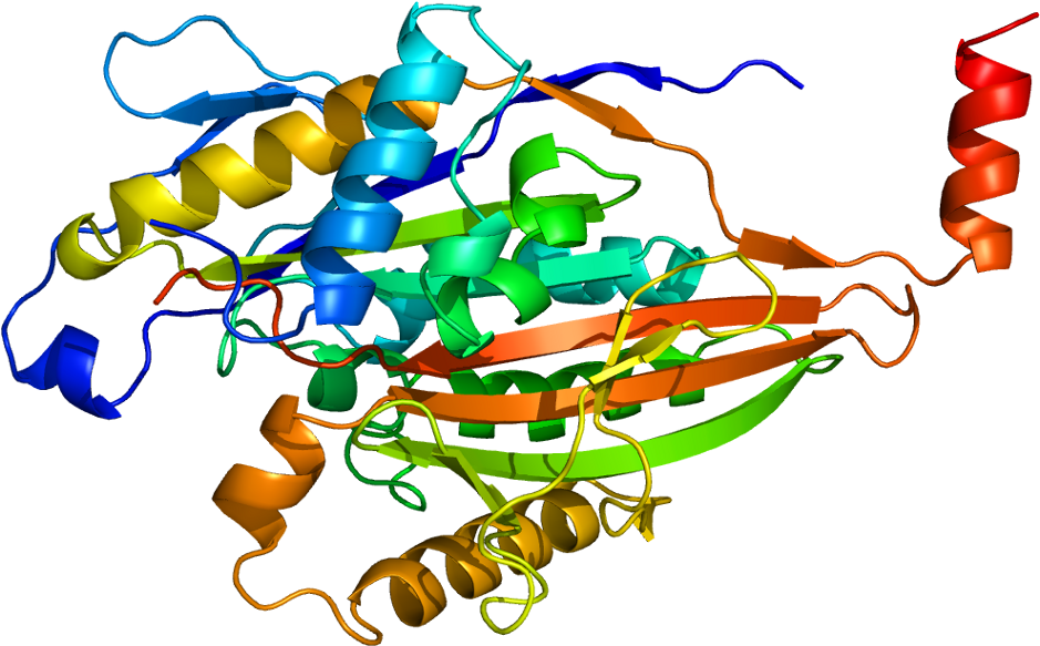 Protein Kif5c Pdb 2kin - Kif5c (988x632), Png Download