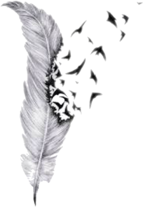 Download Plumas Png Tumblr - Feather Drawings With Birds PNG Image with No  Background - PNGkey.com