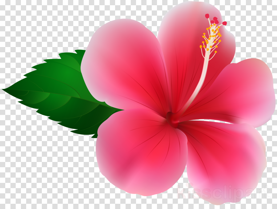 Hibiuscus Png Clipart Shoeblackplant Clip Art - Hibisco Png (900x680), Png Download