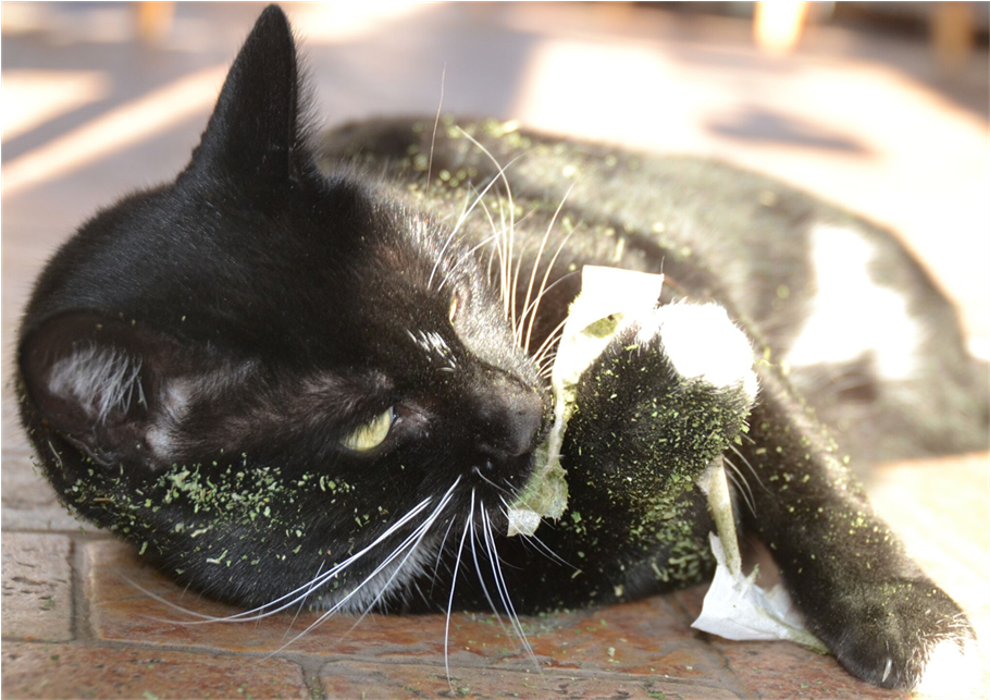 Celestial Catnip A211-415 4 - Black Cat (910x1245), Png Download