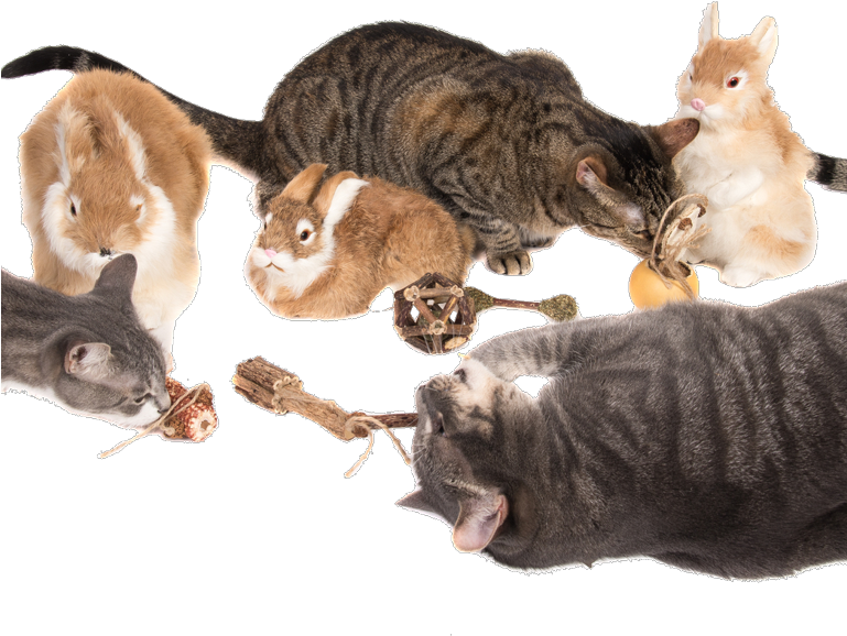 Silvervine And The Catnip Plant What's The Difference - Domestic Short-haired Cat (768x645), Png Download