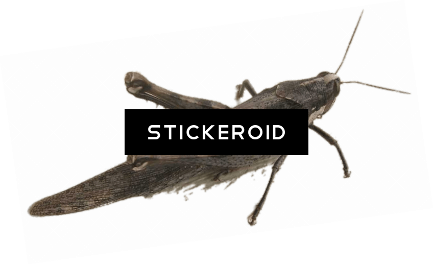 Grasshopper - Locust (848x519), Png Download