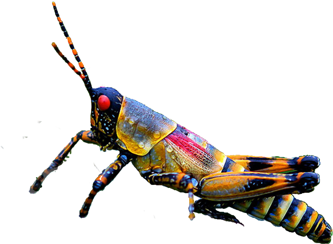 Insect Grasshopper Ftestickers Freetoedit - Grasshopper (1312x1024), Png Download
