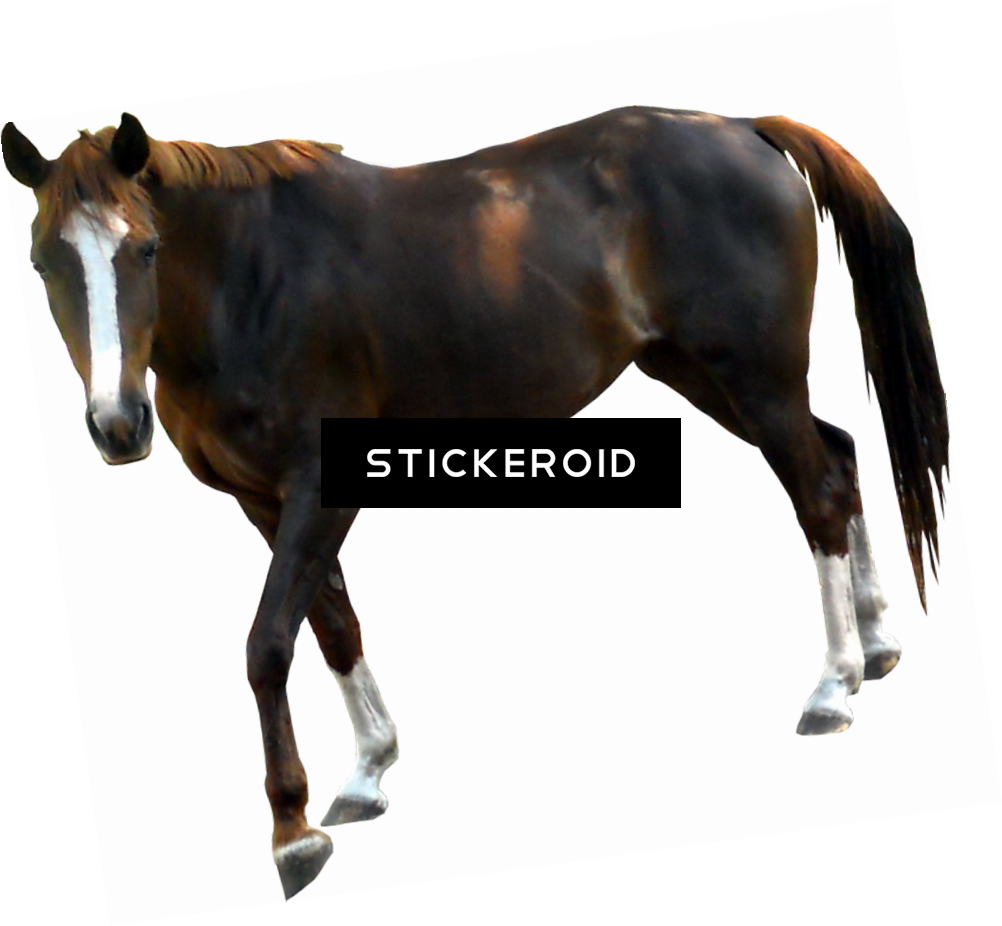Horse - Horse With Transparent Background (1002x926), Png Download