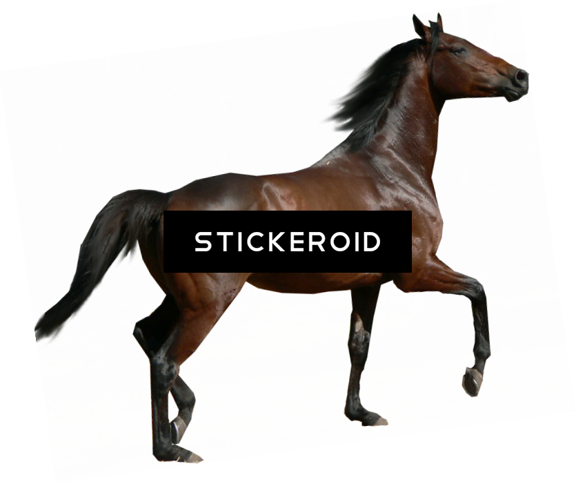 Horse - Portable Network Graphics (835x701), Png Download