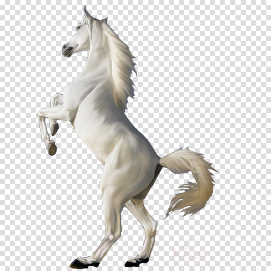 Transparent Horse Png Clipart Horse - White Horse Png (900x900), Png Download