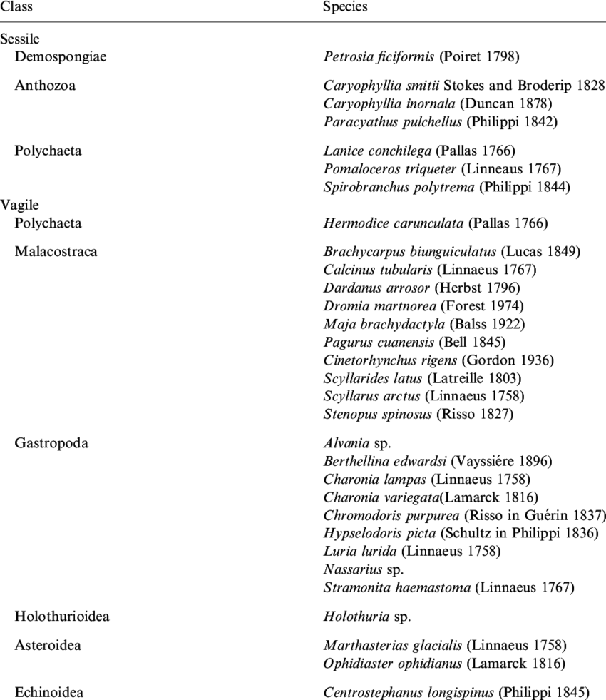 Marine Invertebrate Fauna Found In Santa Clara Tunnel - Santa Clara (850x981), Png Download