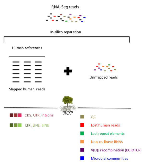 Schematic Of The Read Origin Protocol - Schematic (850x700), Png Download