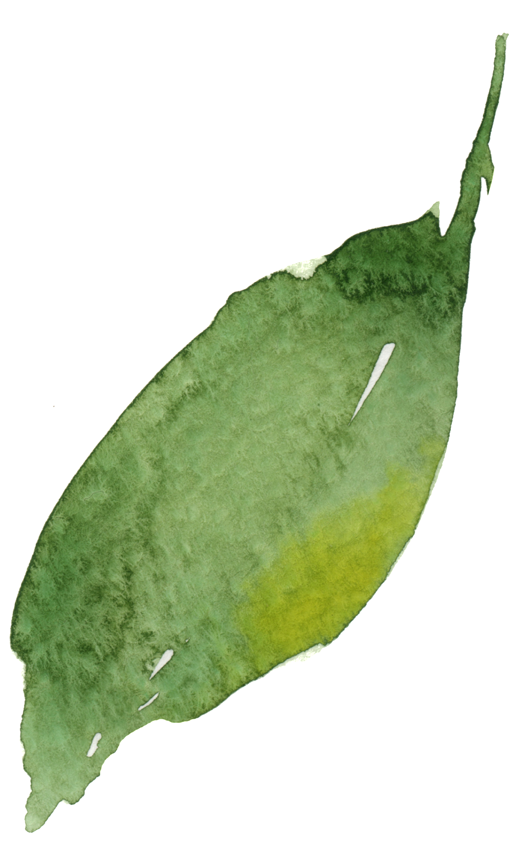 Watercolor Leaf Vector - Watercolor Painting (1024x1696), Png Download