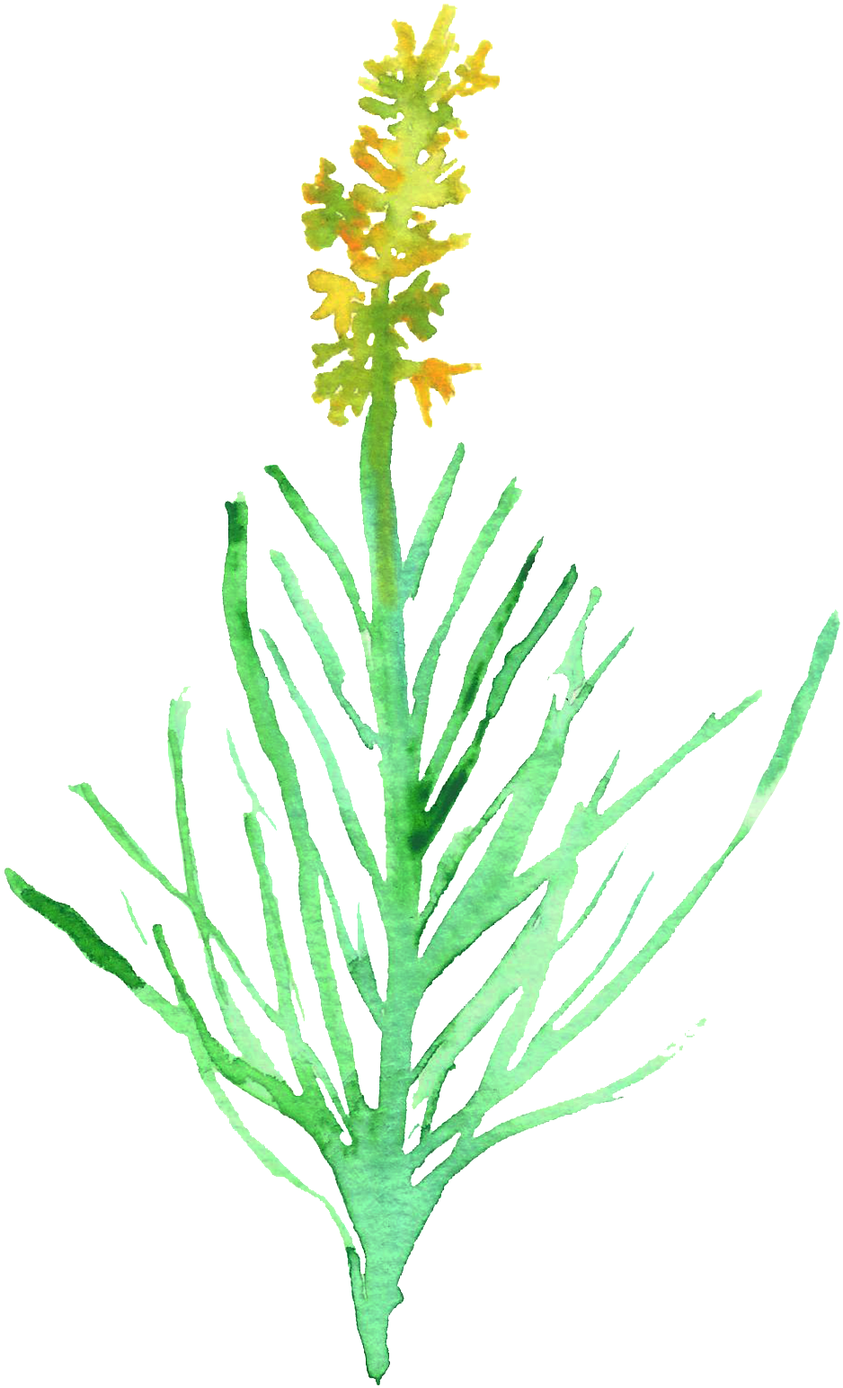 Yellow Pollen Transparent Decorative - Watercolor Painting (1024x1631), Png Download