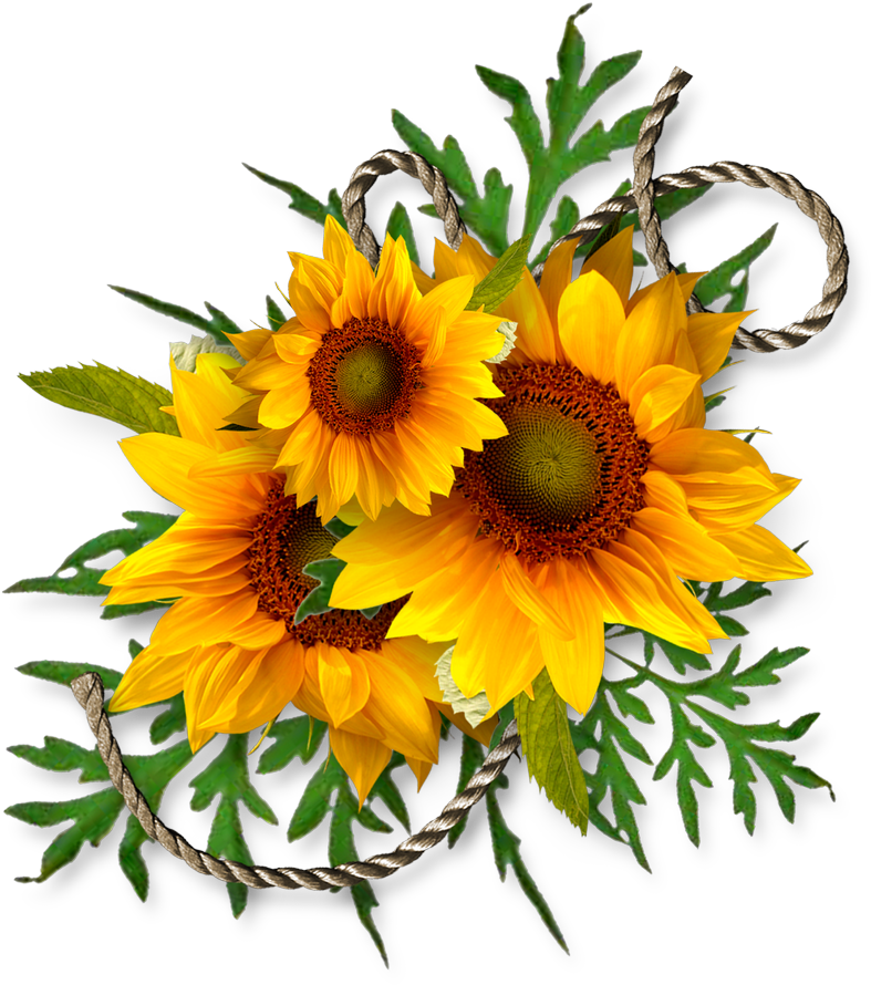 Cheyokota Digital Scraps Sunflower Art, Sunflower Crafts, - Bouquet Of Sunflowers Clip Art (800x907), Png Download