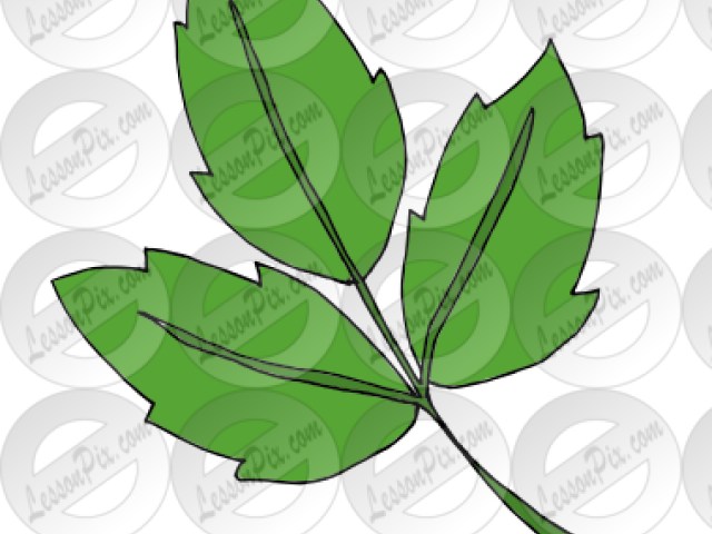 Ivy Clipart Poison Ivy (640x480), Png Download