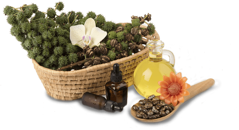 Caster Oil Derivatives - Castor Oil (854x549), Png Download