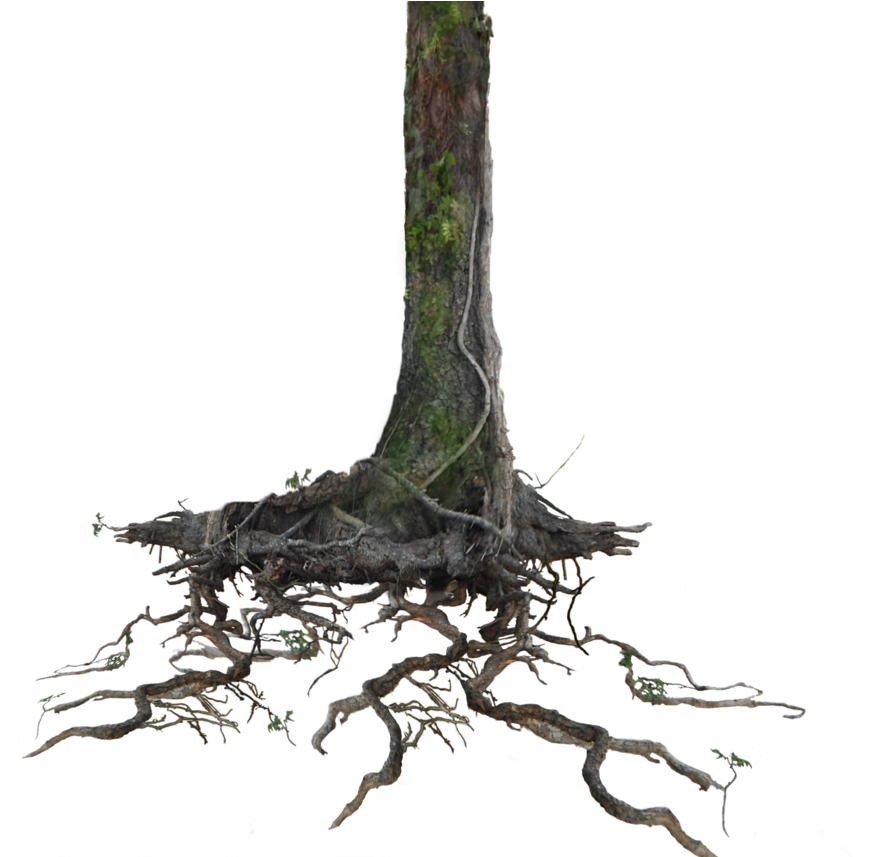 Go To Image - Tree With Roots Transparent (934x856), Png Download