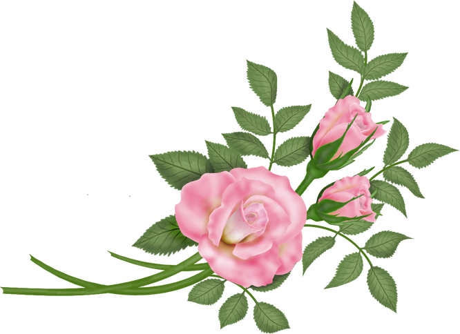 Flowers - Vector Rosa - Rose (666x484), Png Download