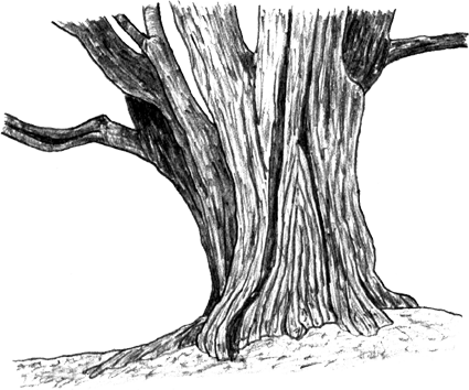 Svg Stock Drawing Woods Tree Trunk - Tree Stump Sketch Png (425x354), Png Download