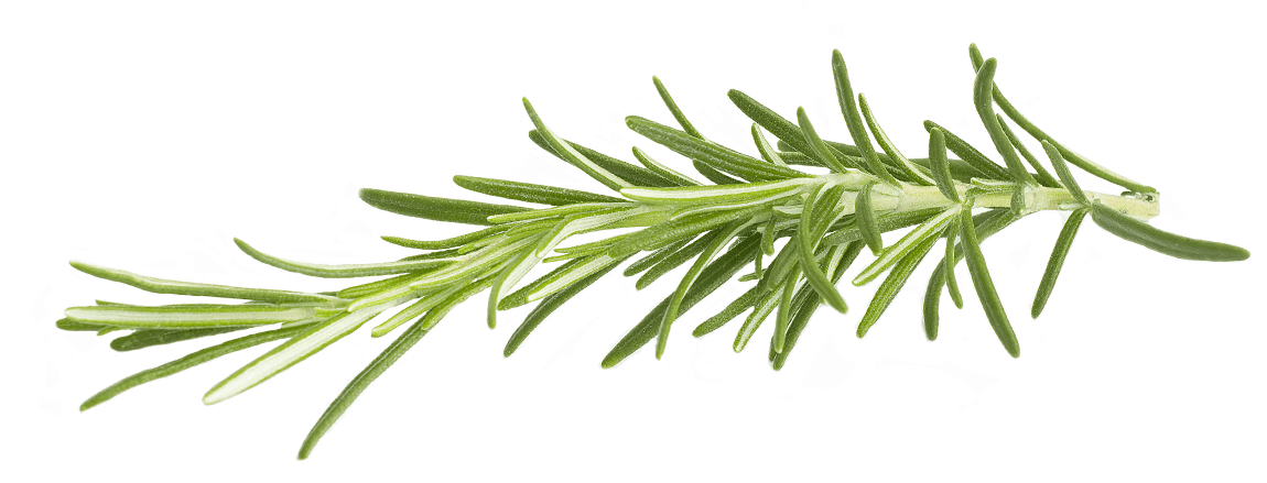 Rosemary - Rosemary Png (1156x470), Png Download