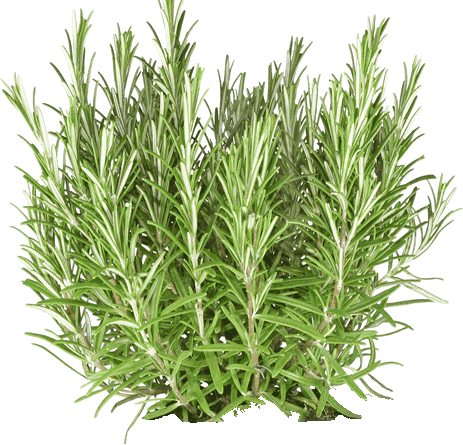 Rosemary Essential Oil - Rosemary Plant Cut Out (463x445), Png Download