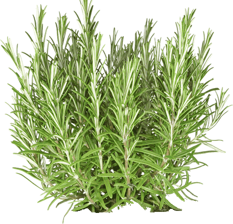 Rosemary Essential Oil - Rosemary Plant Cut Out - Free Transparent PNG