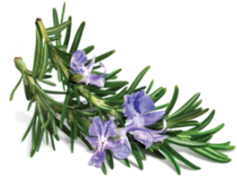 Avalon Organics - Conditioner Volumizing Rosemary - (500x500), Png Download