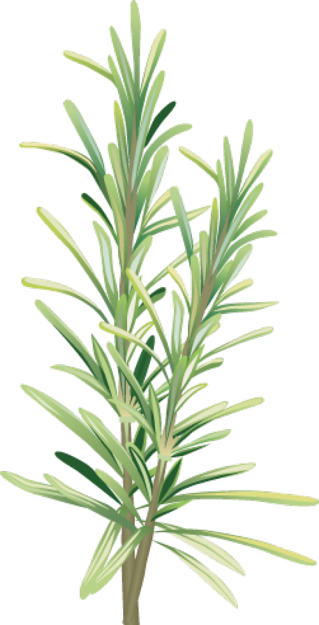 Graphic Design - Rosemary Clip Art (640x1254), Png Download