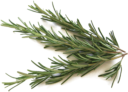 Transparent Leaf Rosemary - اعشاب للمعدة (476x476), Png Download