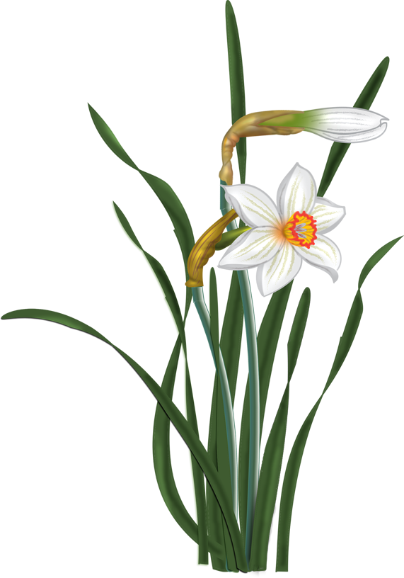 Flowers - Vector Narcissus - Narcissus Clip Art (571x816), Png Download
