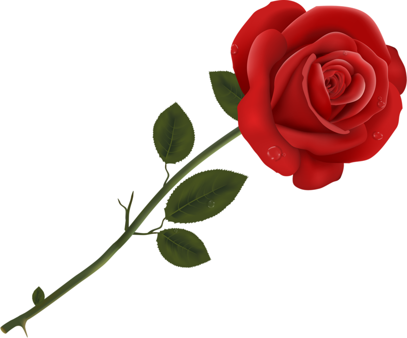 Queen Of Flowers Vector Png Art Painting - Rose Transparent Background (800x664), Png Download